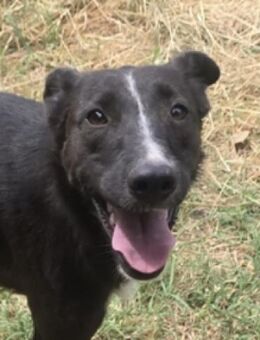 Hundejunge OREO - Gefrees