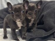 Französische Bulldoggenwelpen suchen ein Zuhause für immer - Darmstadt Oststadt