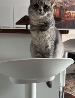 Liebevolle Britisch-Kurzhaar Katze sucht ihr Kuschel-Zuhause - Neuss