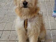 WILLIAM ❤️ Herzensbrecher auf 4 Pfoten - Kissing