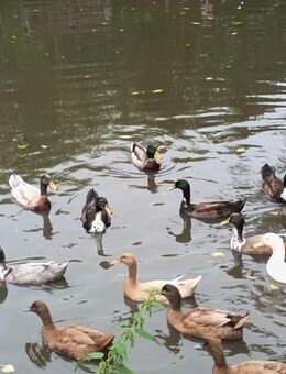 Enten aus Naturbrut - Blomberg (Niedersachsen)