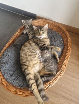 Babykatzen - Geltendorf
