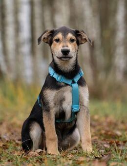 Verschmuster Goscha sucht seine Menschen - Duisburg