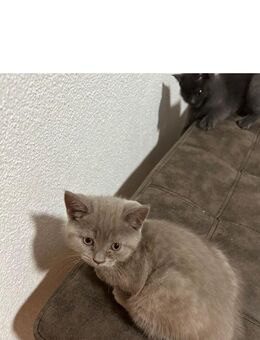 Bkh Kitten - Erfurt