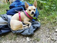 Chiuahua Mix - Rostock