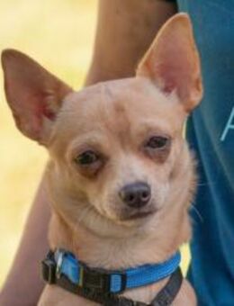 MADITA - zuckersüßes Hundemädchen - Betzenstein