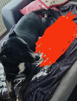 Labrador Rüde 3 Jahre alt - Pirmasens