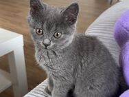BKH Kitten Mix - Celle