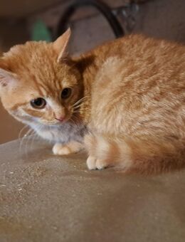 1 süßer roter Kater abzugeben - Kirchberg (Sachsen)