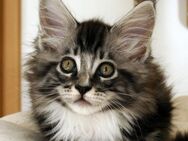 Verschmustes Maine Coon Katerchen mit Stammbaum - Oranienburg