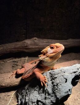 2 wunderschöne Bartagame morph 1/2 red Monster - Burgstetten