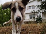 JOJO - tapferer Kämpfer möchte ankommen - Aerzen