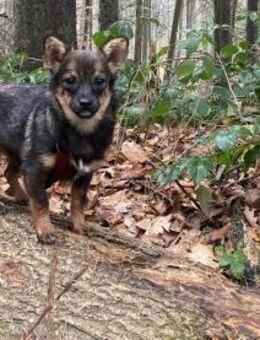 Astri unsere Minimaus - Zornheim