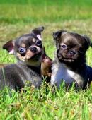 3 Süße typvolle Chihuahua Rüden Welpen 1LH 2KH in Sonderfarben blue-Tan, Brindle, Sable in 63599