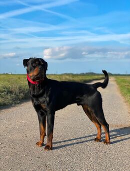Rottweiler - Aachen