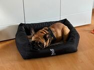 Französische Bulldogge sucht ein liebevolles Zuhause - Buxtehude