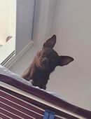 Chihuahua Rüde sucht dringend neues Zuhause in 18107