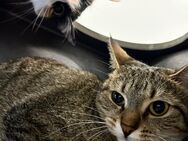 2 Katzen suchen ein neues Zuhause - Schöllnach