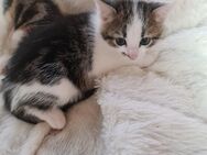 2 kleine katzenkinder suchen ein liebevolles zuhause - Haunsheim