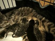 Kitten suchen bald ihre Familie - Aurich