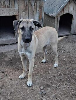 Carlos soll nicht in Rumänien aufwachsen - Blankenheim (Nordrhein-Westfalen)