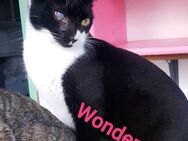 Wondercat wartet auf ein Wunder🙏 - Oberhausen (Rheinland-Pfalz)