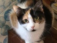 🐱 Bambi sucht Geborgenheit 🐱NOTFALL - Eislingen (Fils)