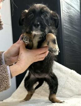 Zuckersüsses kleines Welpenmädchen Ivy - Koblenz