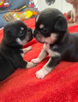 Mini Pfoten auf großer Mission - Unsere Chihuahua Welpen sind da - Großengottern