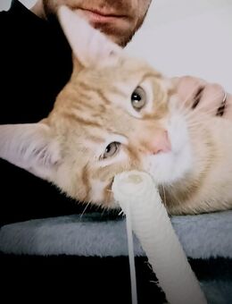 Kater 16Wochen alt - Krefeld