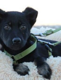 Candino unser Sonnenschein.... - Hagen (Stadt der FernUniversität)