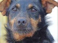 ROSS sucht Familie - Gefrees