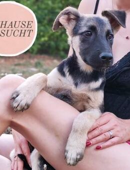 Welpe NOAH sucht sein Zuhause ❤️ - Saarbrücken