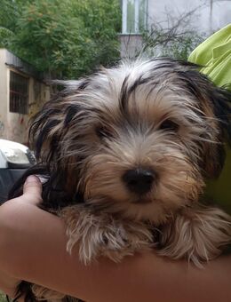 Yorkshire Terrier 3 Monate alt (privat) - München Neuhausen-Nymphenburg
