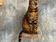 Reinrassige Bengal kitten abzugeben nur noch 1/4 erhältlich bei diesem Wurf - Weener