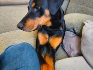 Dobermann Junghund Welpe - Wörth (Main)