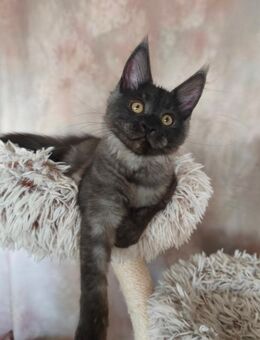 Maine Coon Kätzchen Reinrassige - München