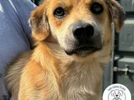 Chip 227347: Sucht ein Zuhause - Kirchzell