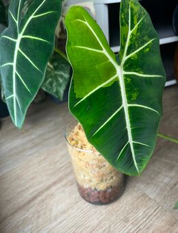 Alocasia Frydek GoG/Aurea - Oststeinbek