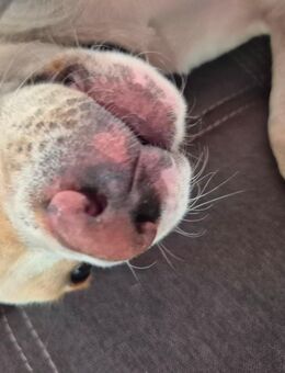 Labrador Mix - Lengefeld