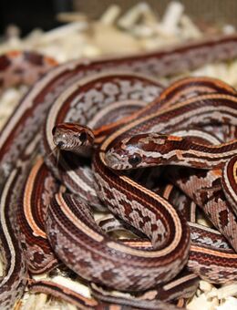 Kornnatter Babys zu verkaufen - Freital