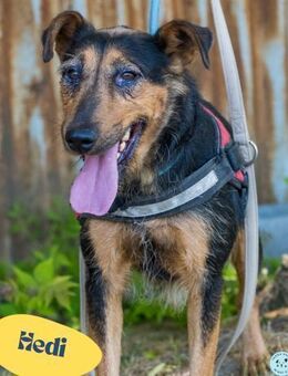 Hedi SI, liebt Menschen über alles - Rheine