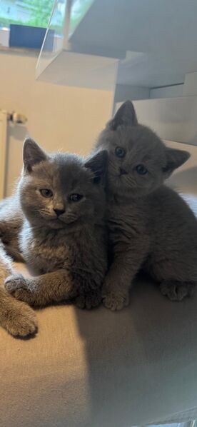 💙 Wunderschöne BKH-Kitten (8 Wochen) abzugeben – verspielt & stubenrein 💙 - Aßlar