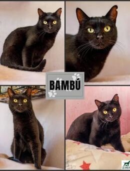 Kater Bambu - Bochum
