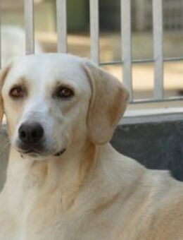 Giono sucht sein Traumzuhause - Neuss