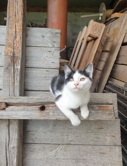 Babykatzen - Legau