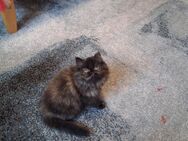 Perserkitten - Velbert