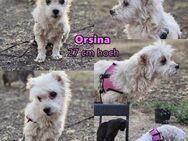 Orsina sollte ihr Leben verlieren - Schafflund