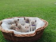 Ragdoll Kitten mit seltener Blue Mink Point-Mutter Wurf vom 20.04.2025 - Cloppenburg