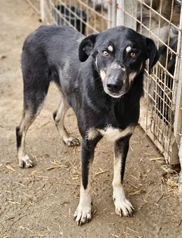 Natascha, sportlich/intelligente Hündin - Weilheim (Oberbayern)